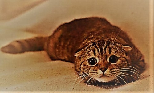 gato-medo-620.jpg gato-medo-620.jpg