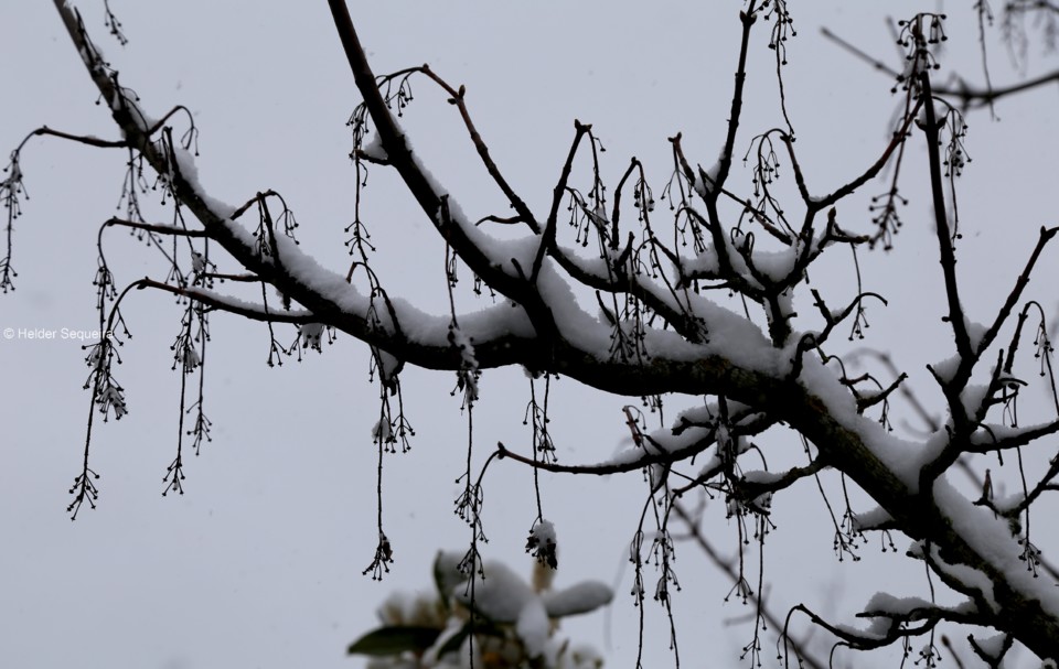 Árvore com neve - Fot Helder Sequeira.jpg