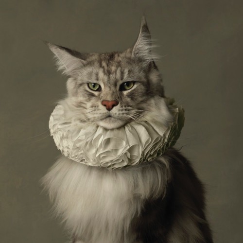 marie-cecile-thijs---cat_med_hr.jpeg