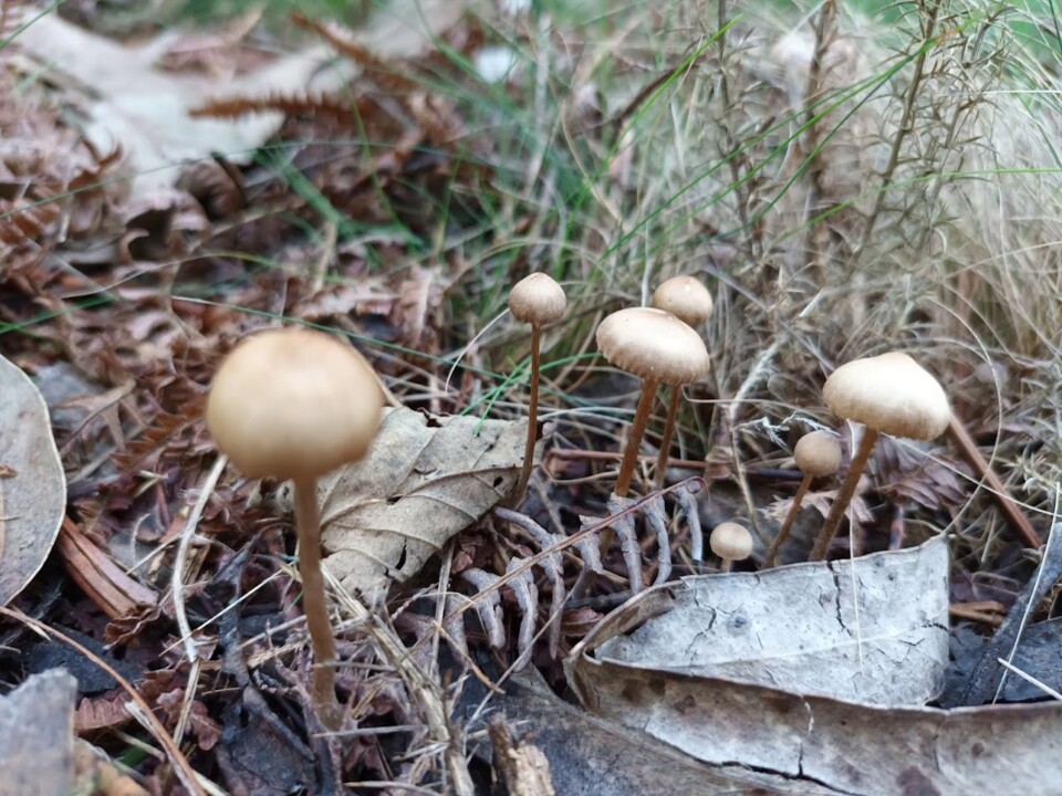 Não me canso disto cogumelos4.jpg