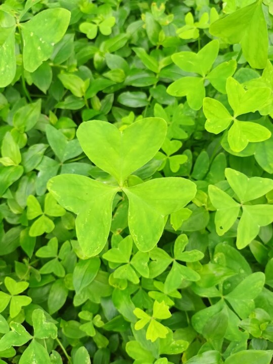 Não me canso disto outono4.jpg