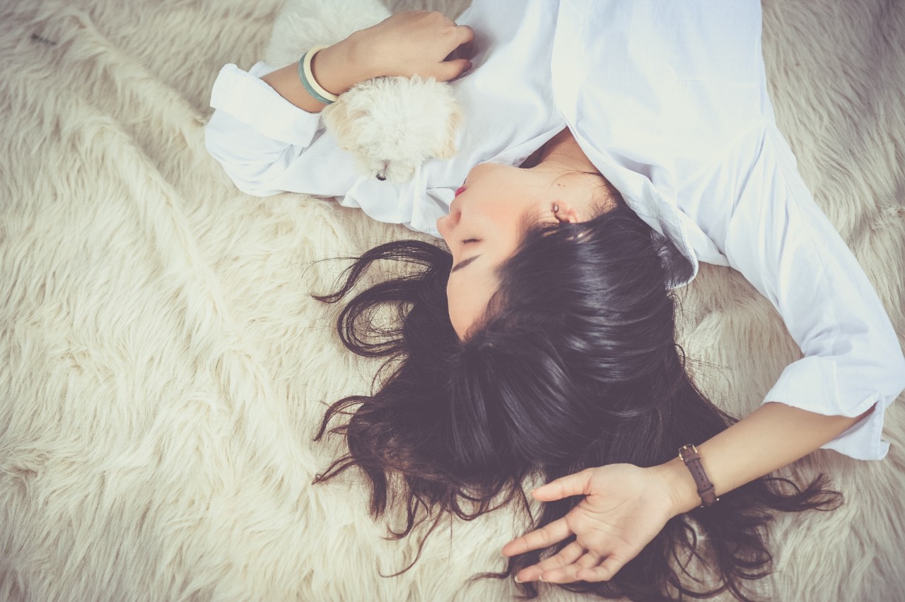 bed-cute-dog-206396.jpg bed-cute-dog-206396.jpg