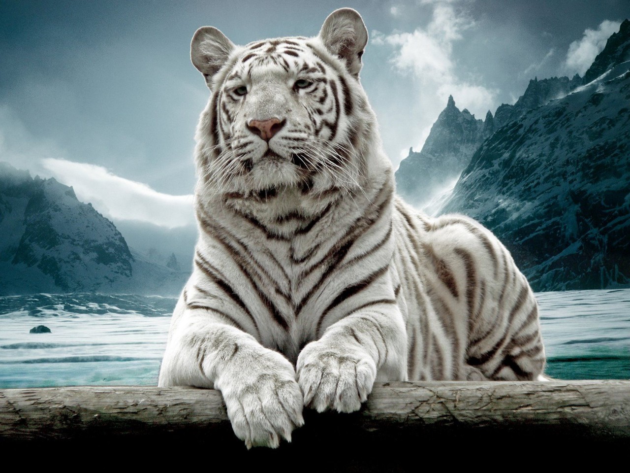 tigre.jpg