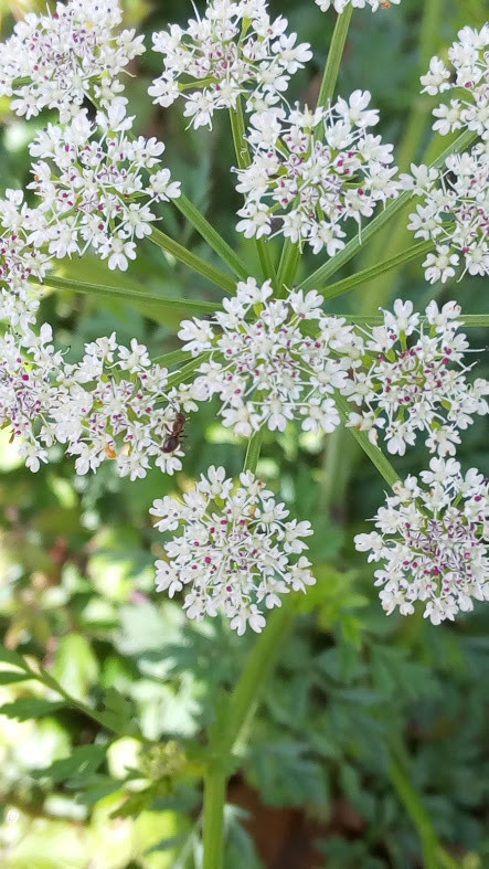 Nao_me_canso_disto_flores8g.jpg Nao_me_canso_disto_flores8g.jpg