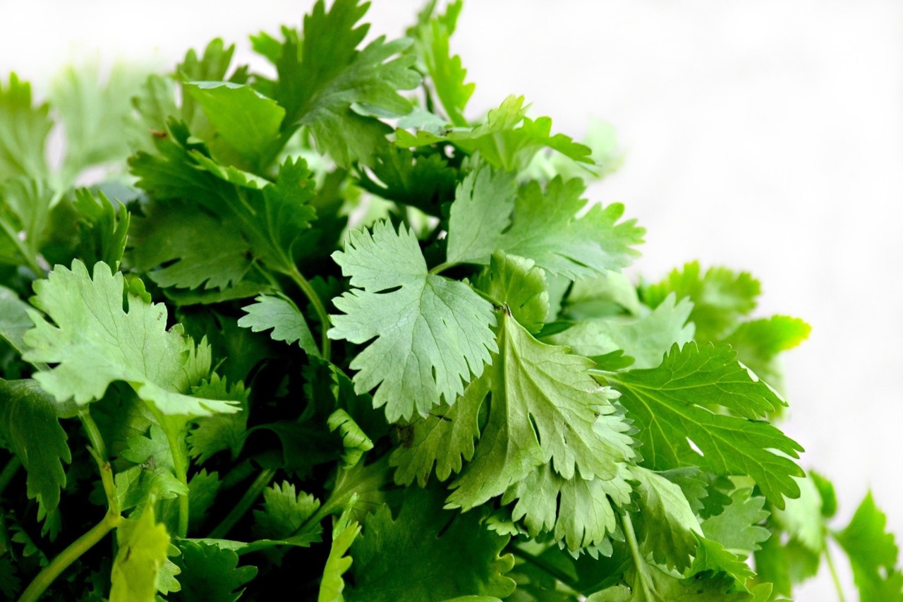 cilantro-1287301_1920.jpg cilantro-1287301_1920.jpg