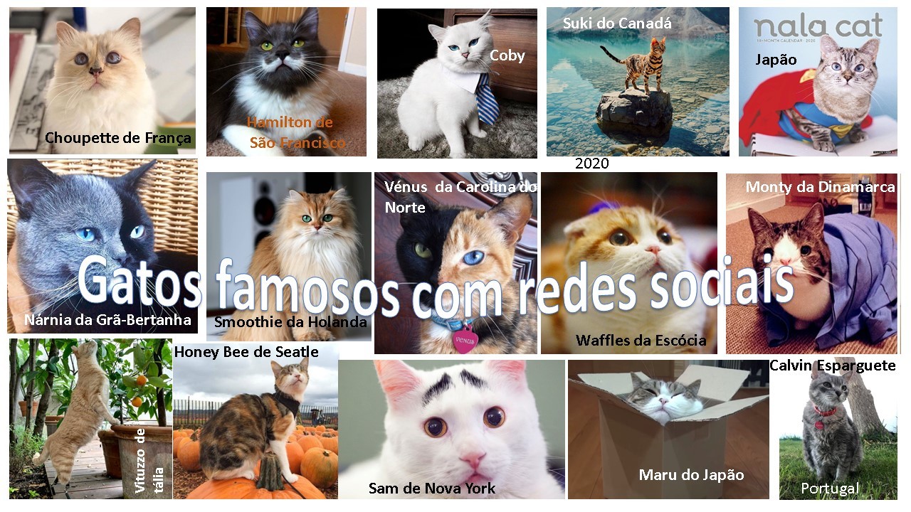 gatosFcomredesociais.jpg gatosFcomredesociais.jpg