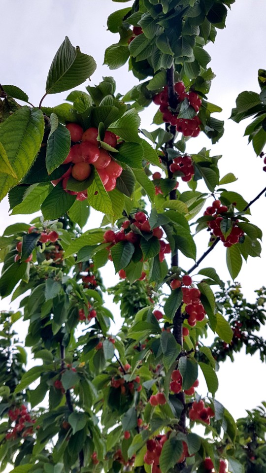 20180705_092013.jpg 20180705_092013.jpg