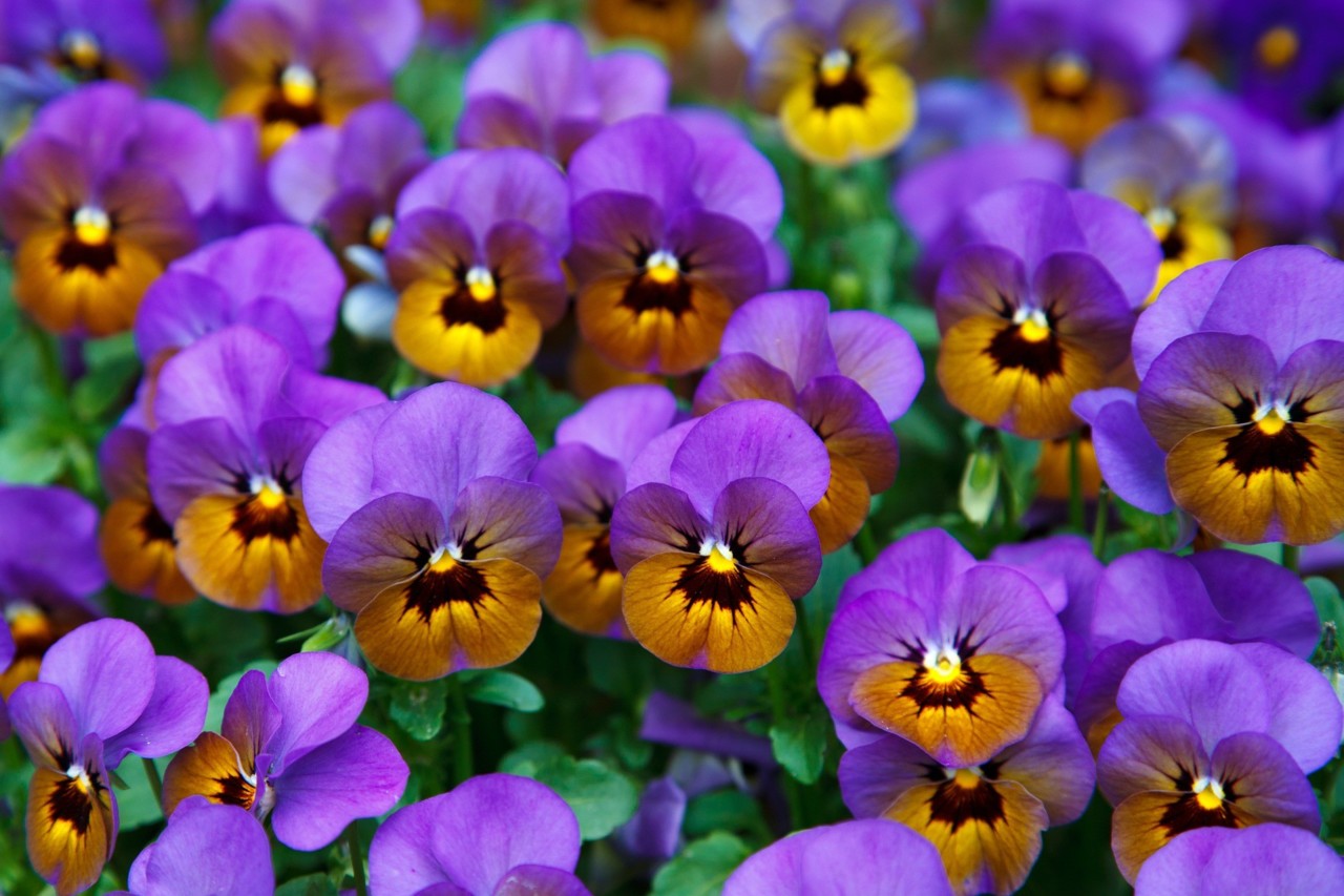 pansy-21968_1920.jpg
