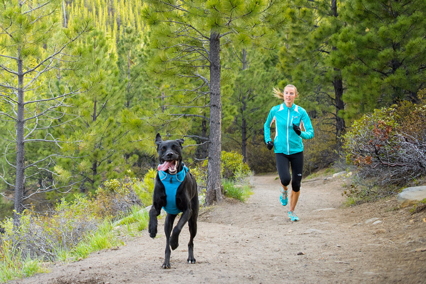 dog-running-3x2.jpg dog-running-3x2.jpg