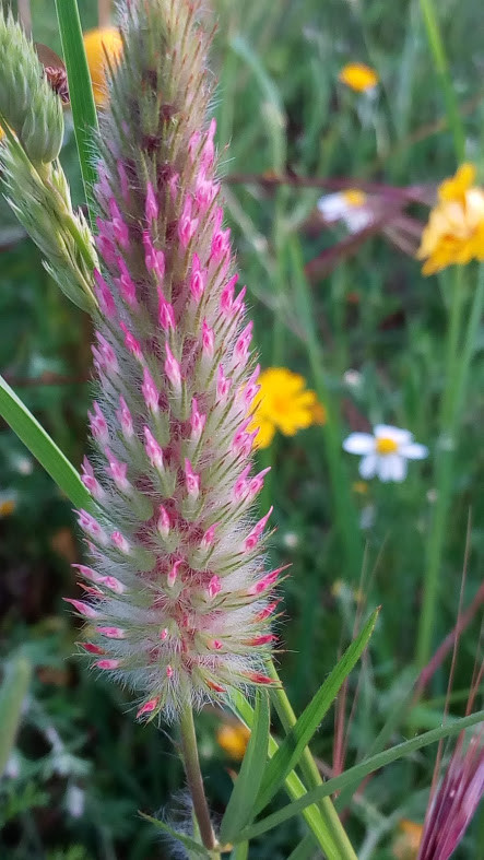 Nao_me_canso_disto_flores6.jpg
