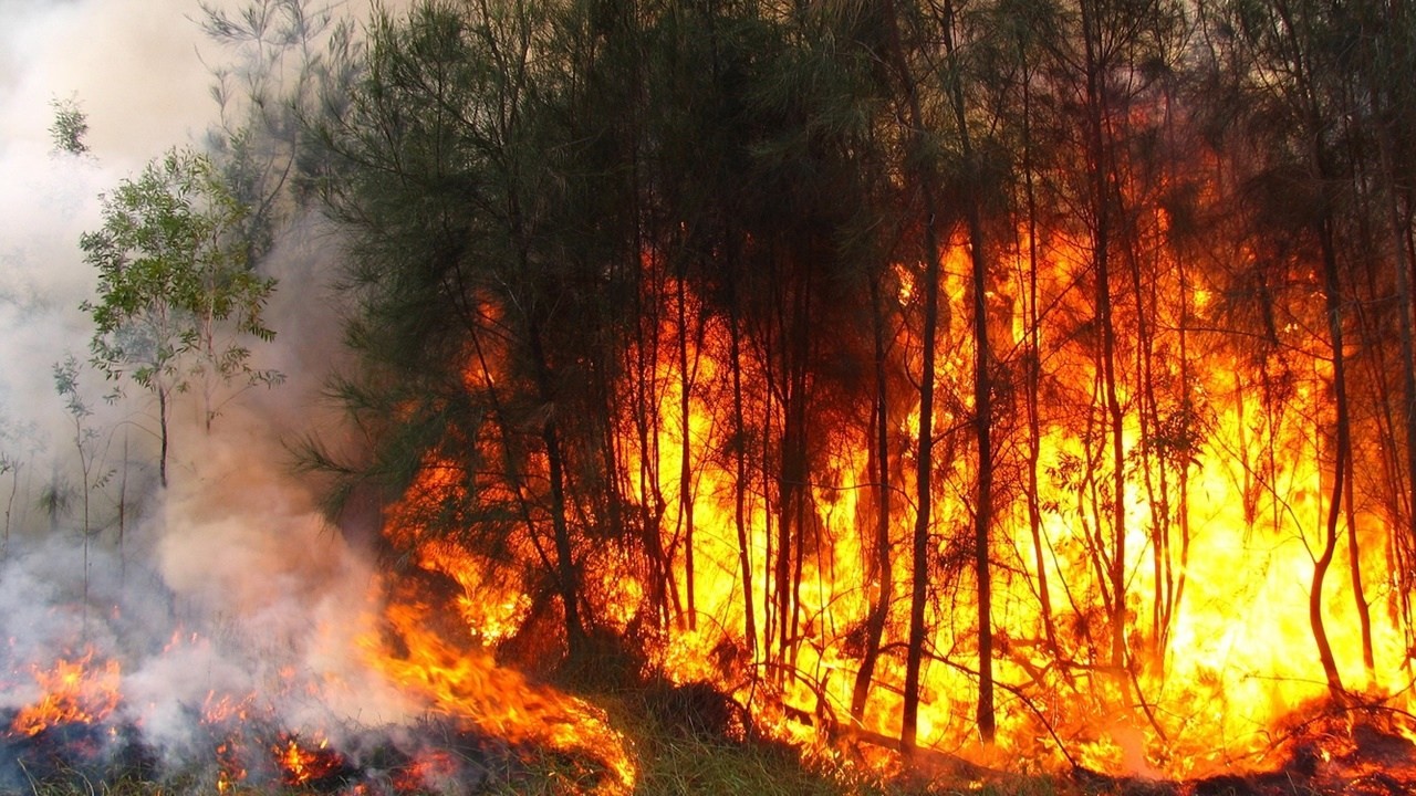 amazonia3.jpg