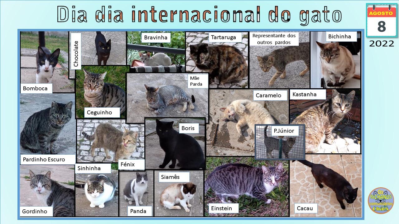 INTERNACIONALCATDAY.jpg