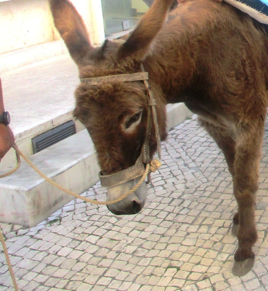 Burro.JPG