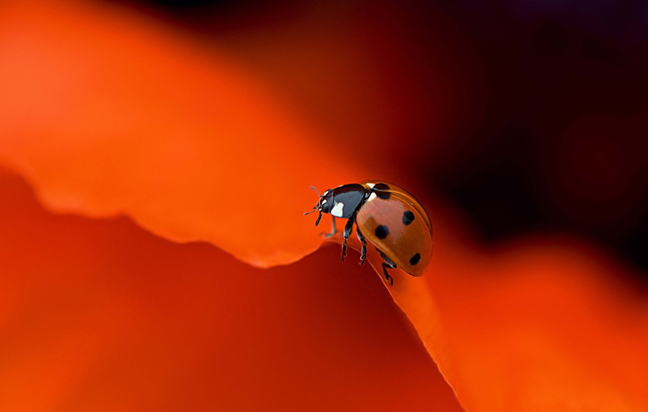 ladybug.jpg