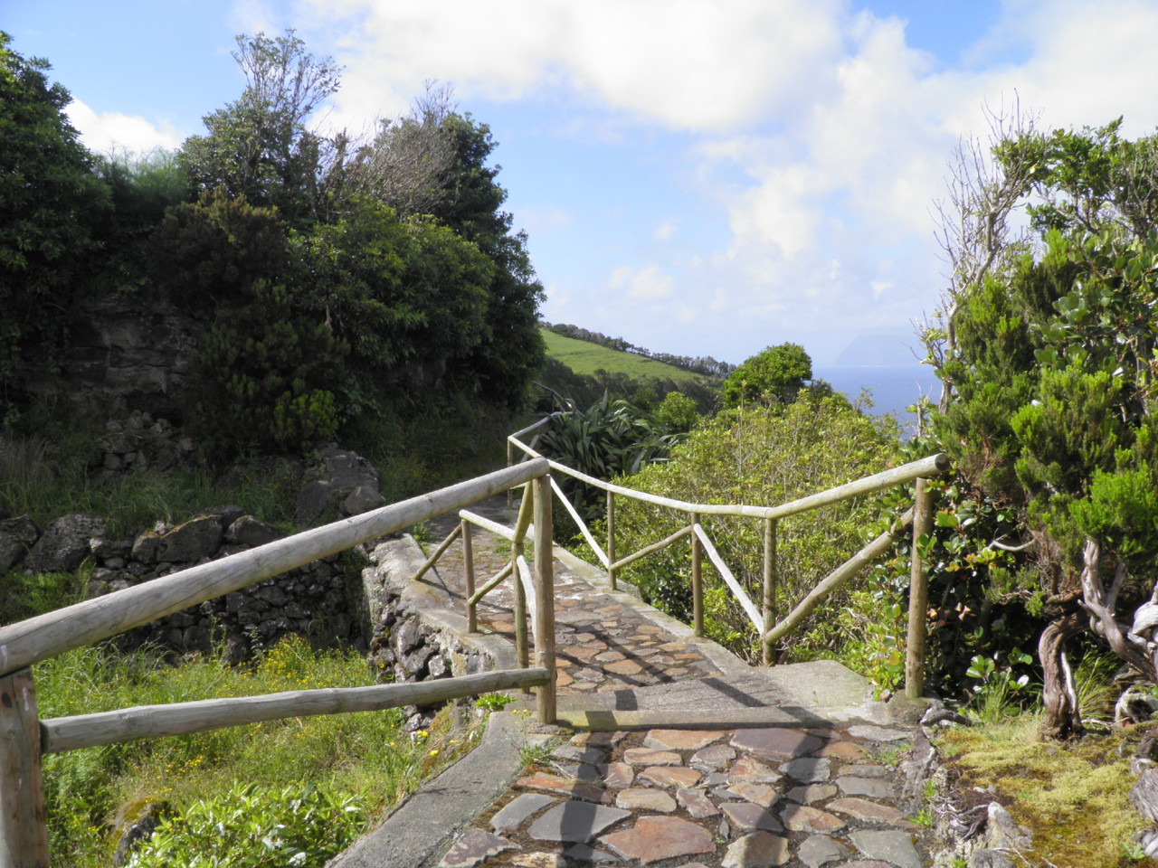 Ponta Ruiva, Flores (2).JPG Ponta Ruiva, Flores (2).JPG