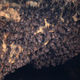 Bali - Bat Cave