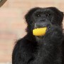 Zool&oacute;gico do Rio - Devido ao forte calpr macaco g
