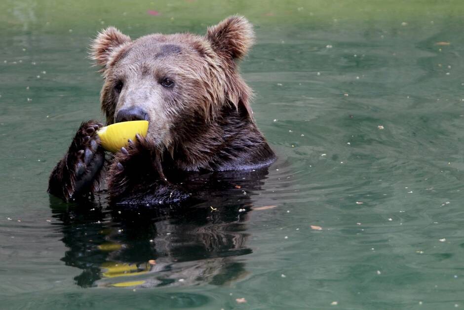 Zool&oacute;gico do Rio - Animais ganham picol&eacute; e sorve