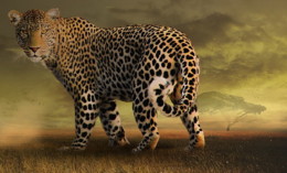 wildlife-3232671_960_720 (1).jpg