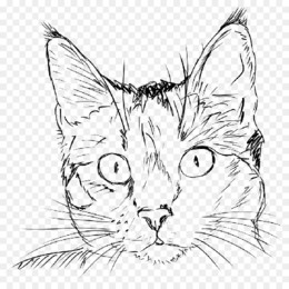 gato.jpg