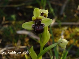 Ophrys bombyliflora Link