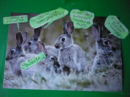 Os coelhos P1050939.JPG