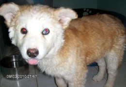 husky adop&ccedil;ao setubal.JPG