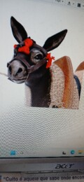 burro do pres&eacute;pio 20251216_142303.jpg