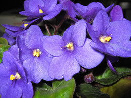 violetas.JPG