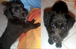 cadelinha adop&ccedil;&atilde;o