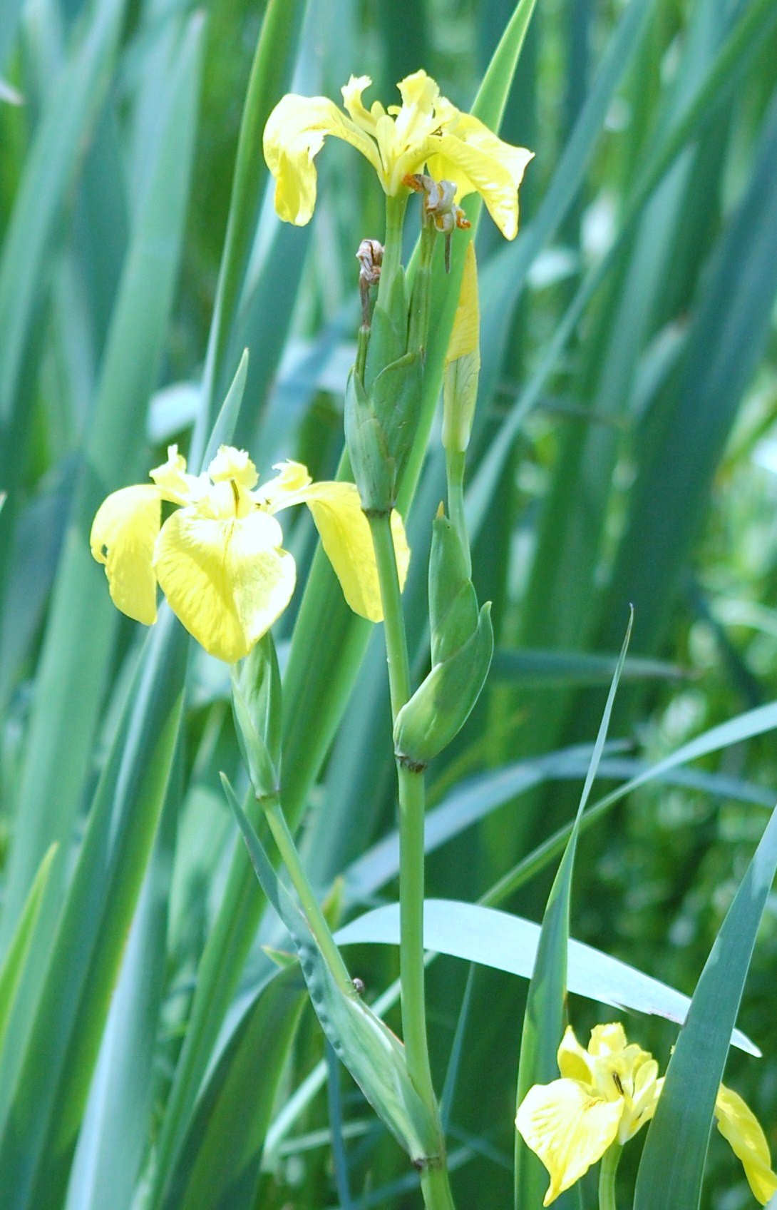 Plantas: Beleza e Diversidade: Lírio-amarelo-dos-pântanos (Iris pseudacorus)